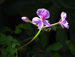 Backyard Purple Geranium